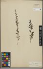 Foto von Salix repens subsp. repens L.